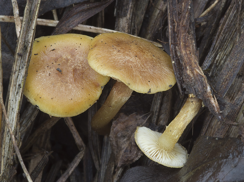 Pholiota conissans 